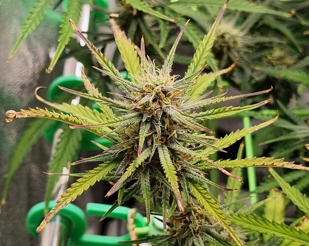 Growreport Bild 17