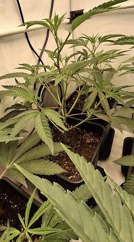Growreport Bild 31