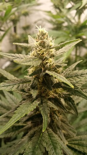 Growreport Bild 11