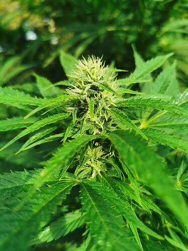 Growreport Bild 14