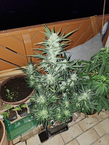 Growreport Bild 2