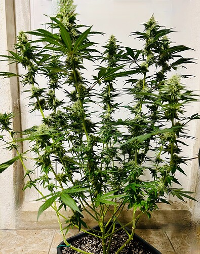 Growreport Bild 5