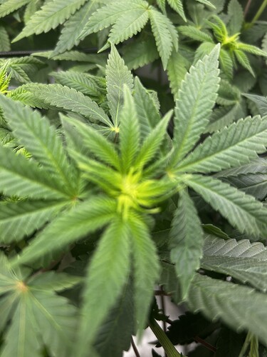 Growreport Bild 6