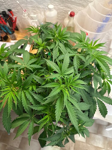 Growreport Bild 56