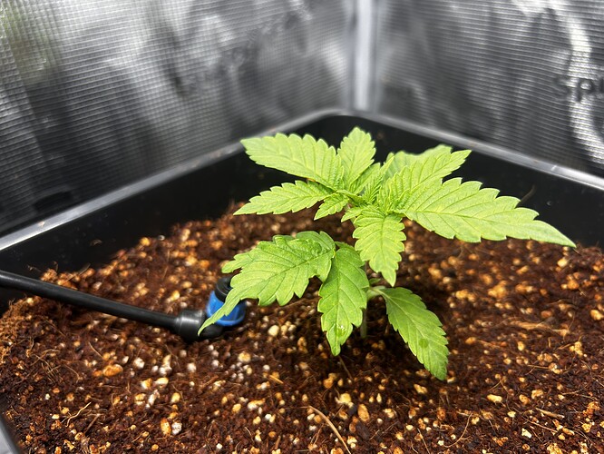 Growreport Bild 1