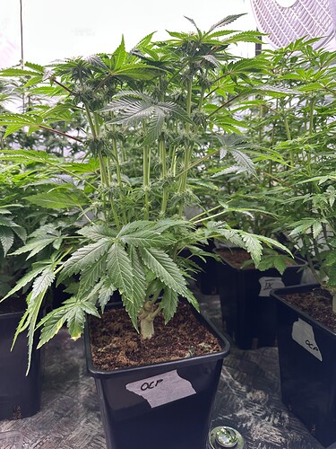 Growreport Bild 8