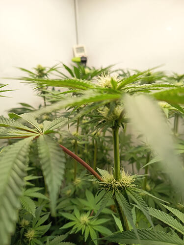 Growreport Bild 13
