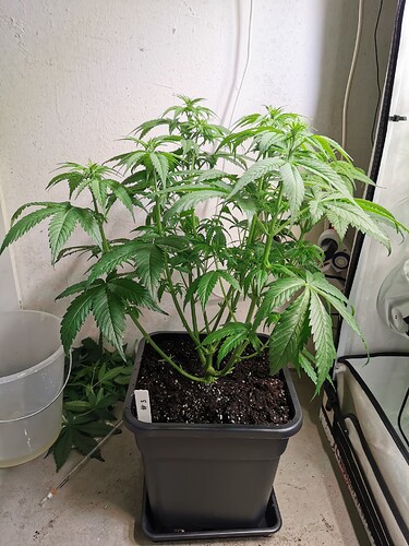 Growreport Bild 3