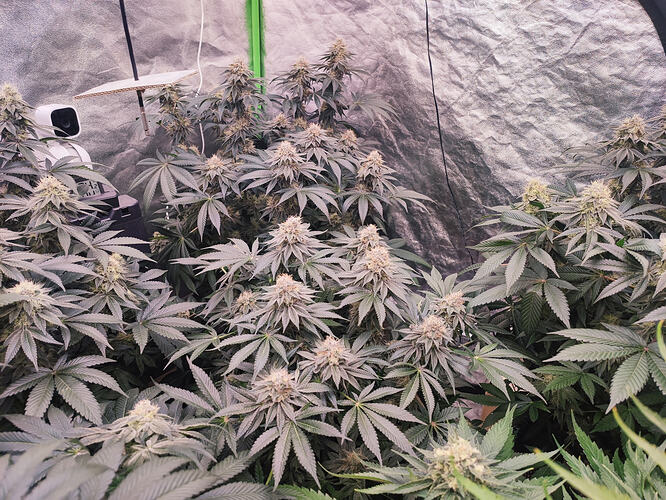 Growreport Bild 21
