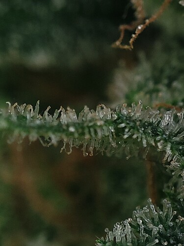 Growreport Bild 76