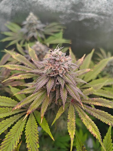 Growreport Bild 13