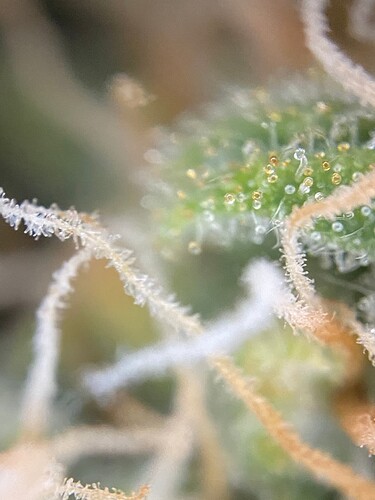 Growreport Bild 4