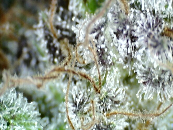 Growreport Bild 53