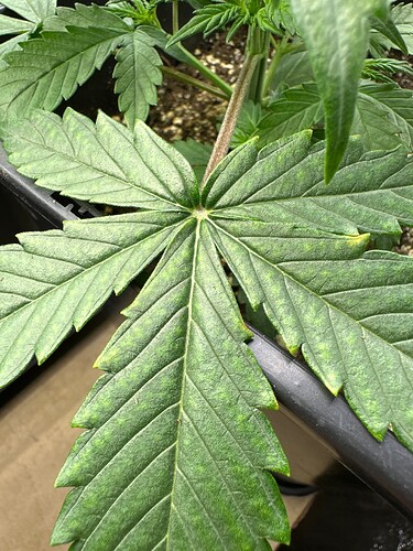 Growreport Bild 34
