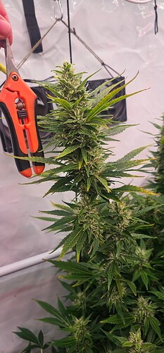 Growreport Bild 7