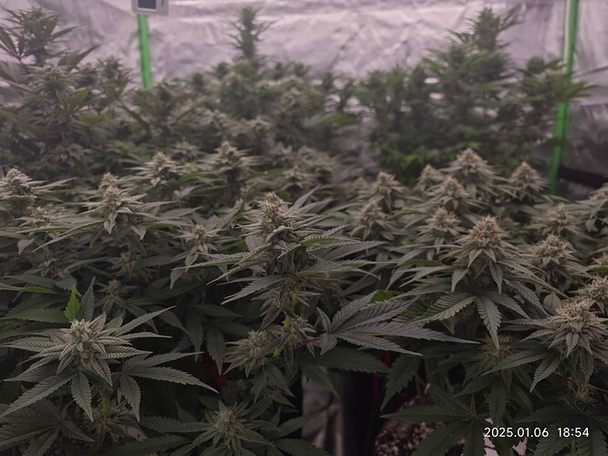 Growreport Bild 1