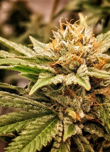 Growreport Bild 3