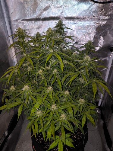 Growreport Bild 4