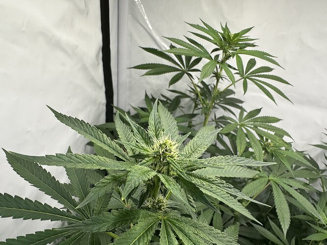 Growreport Bild 2