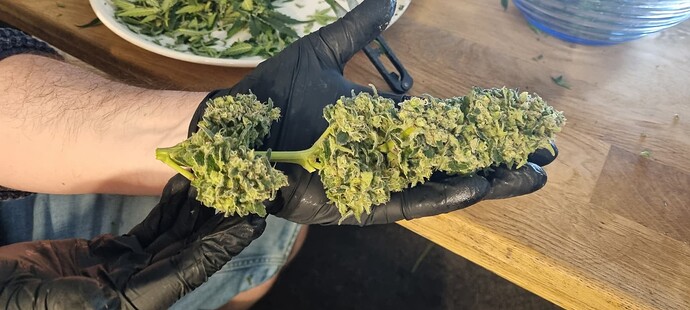Growreport Bild 40