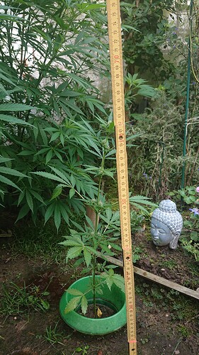 Growreport Bild 78