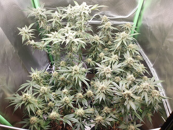 Growreport Bild 1