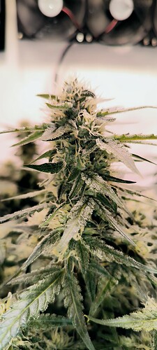 Growreport Bild 36