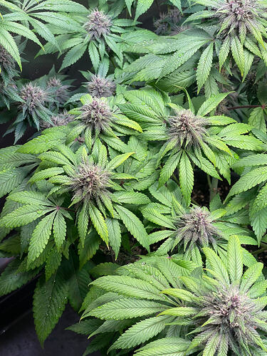 Growreport Bild 23