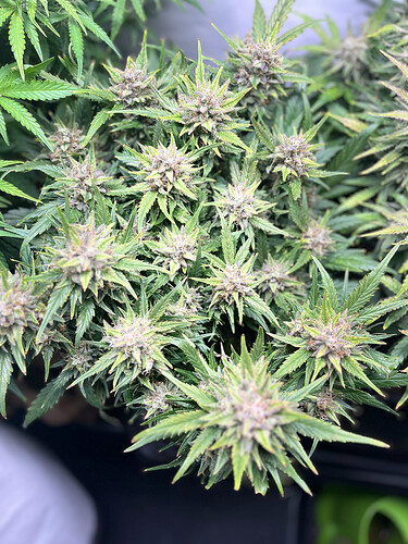 F76E432C-7809-4A6B-B6BA-A326739B6549