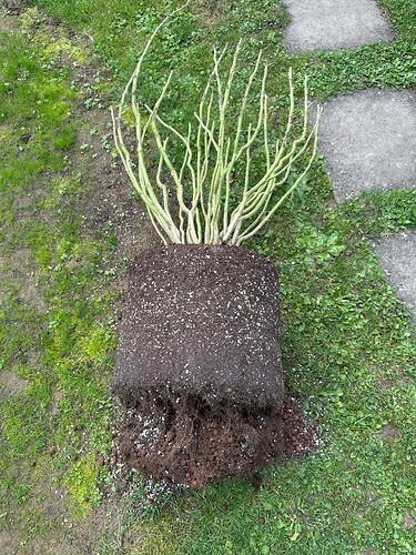 Growreport Bild 4