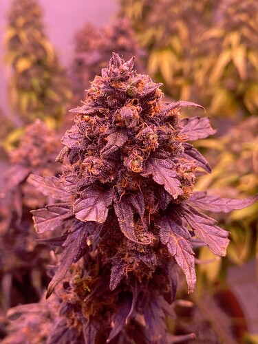 Growreport Bild 57