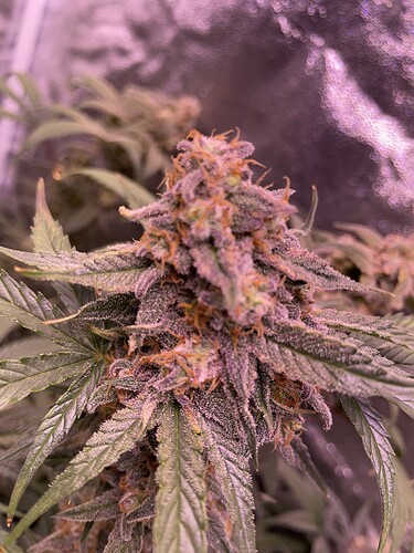 Growreport Bild 31