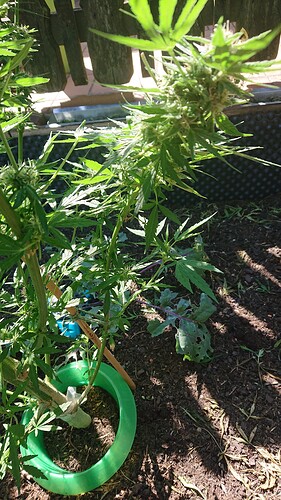 Growreport Bild 2