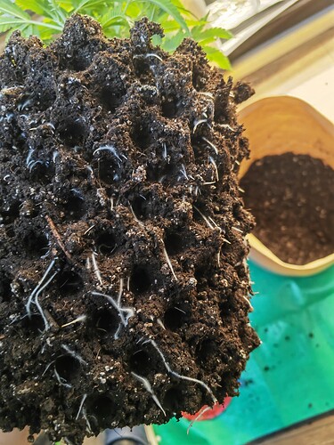 Growreport Bild 19