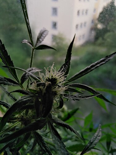 Growreport Bild 2