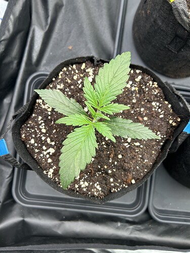 Growreport Bild 6