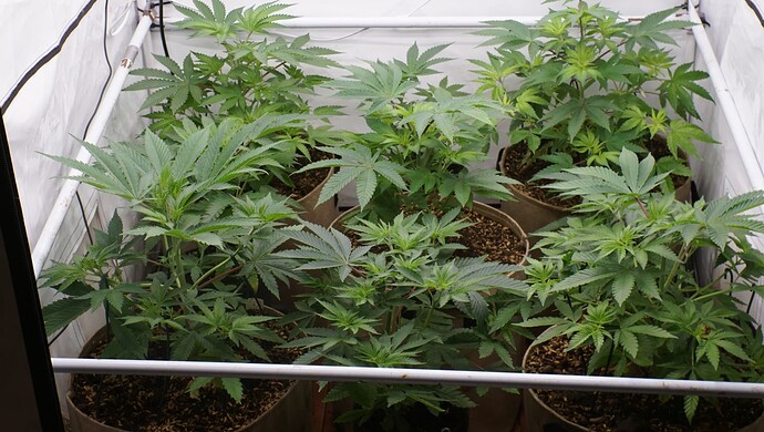 Growreport Bild 1