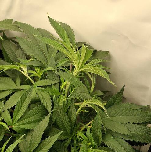 Growreport Bild 1