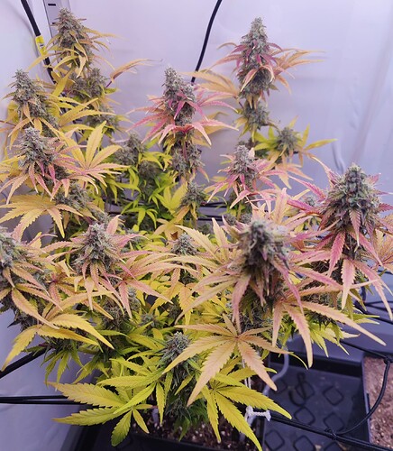 Growreport Bild 6