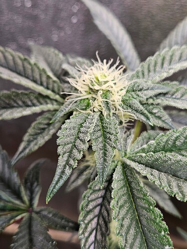 Growreport Bild 4