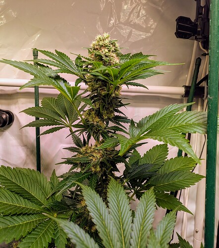 Growreport Bild 9
