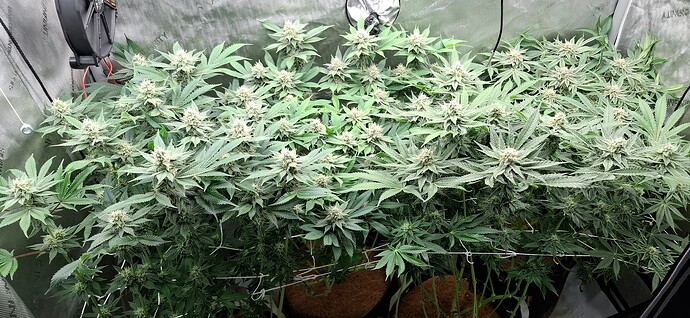 Growreport Bild 13