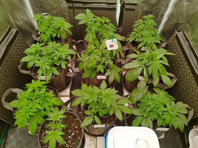 Growreport Bild 8