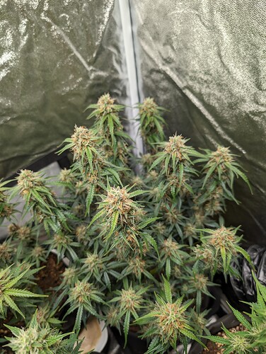 Growreport Bild 5