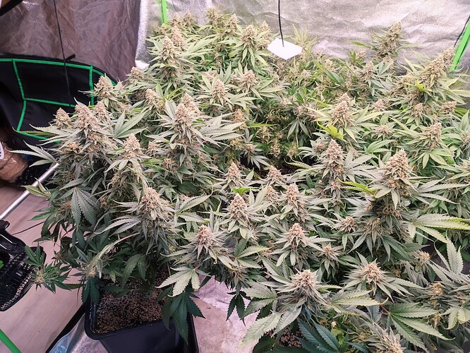Growreport Bild 23