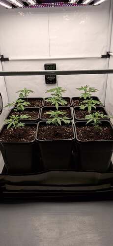 Growreport Bild 8