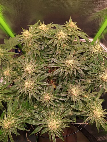 Growreport Bild 1