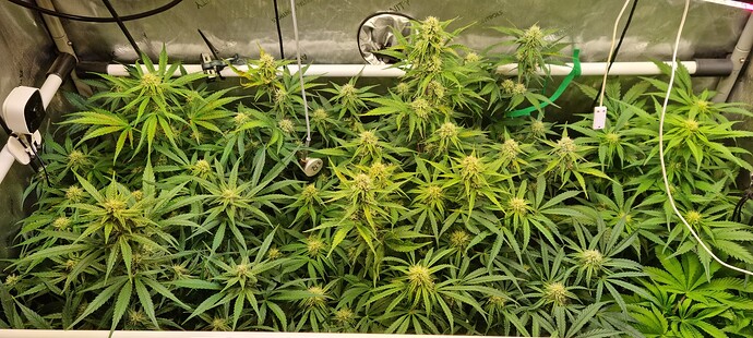 Growreport Bild 2