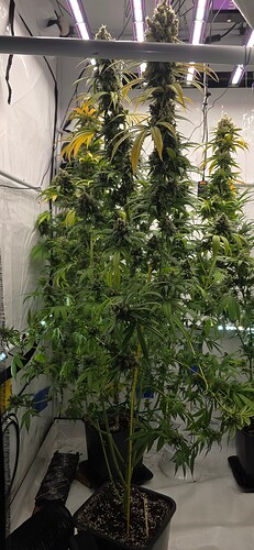 Growreport Bild 59