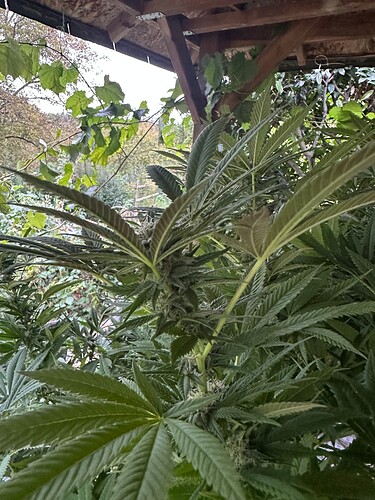 Growreport Bild 75